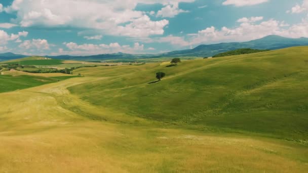 아름다운 포도원 드론을 놀라운 포도원 풍경의 — 비디오