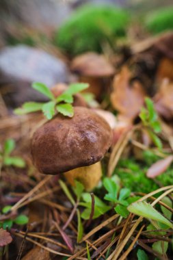 Ormanda kesilmiş mantarlar. Mantar boletus edilus. Popüler whi