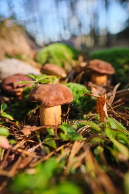 Ormanda kesilmiş mantarlar. Mantar boletus edilus. Popüler whi