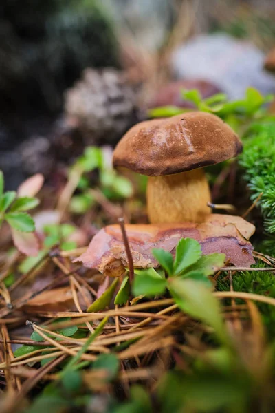 蘑菇在树林里切碎。蘑菇肉毒杆菌。热门的惠 — 图库照片