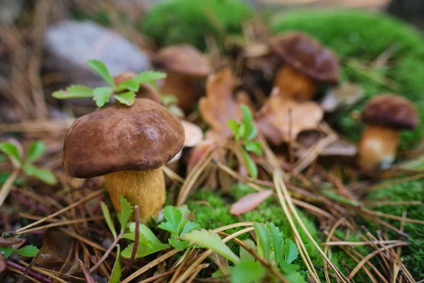 Setas cortadas en el bosque. Mushroom boletus edilus. Popular whi — Foto de Stock