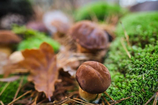 Setas cortadas en el bosque. Mushroom boletus edilus. Popular whi —  Fotos de Stock