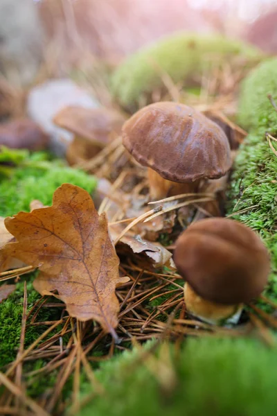 Cogumelos cortados na floresta. Boleto de cogumelos edilus. Populares — Fotografia de Stock