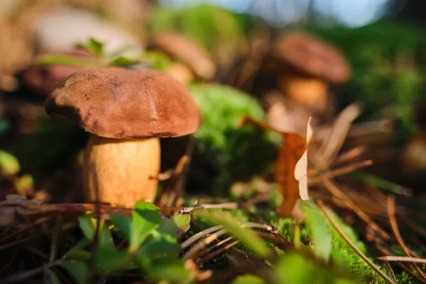 Funghi tagliati nel bosco. Fungo boletus edilus. Popolare whi — Foto Stock