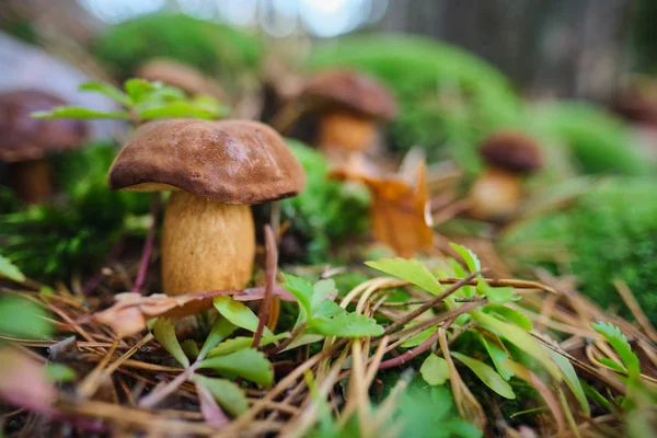 Setas cortadas en el bosque. Mushroom boletus edilus. Popular whi — Foto de Stock