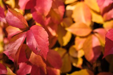 Düşen sonbahar yapraklarının renkli arkaplanı