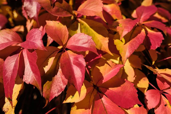 Bunte Hintergrund der gefallenen Herbstblätter — Stockfoto