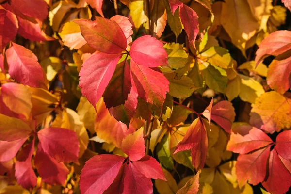 Bunte Hintergrund der gefallenen Herbstblätter — Stockfoto