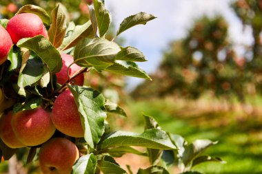 Ağaçta elmalar. Meyve bahçesi sonbaharı