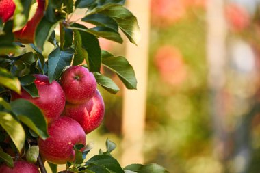 Ağaçta elmalar. Meyve bahçesi sonbaharı