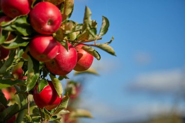 Sonbahar boyunca elma dalında sallanan sulu kırmızı elmalar..