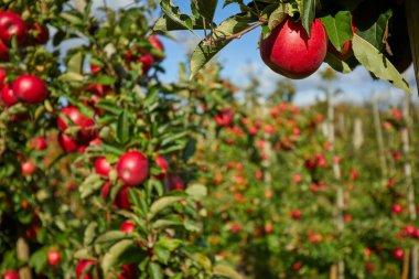 Sonbahar boyunca elma dalında sallanan sulu kırmızı elmalar..