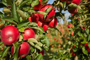Sonbahar boyunca elma dalında sallanan sulu kırmızı elmalar..