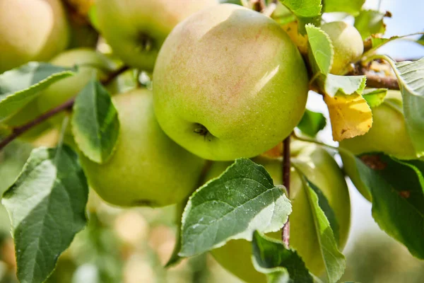 Des Pommes Sur Arbre Verger Automne — Photo