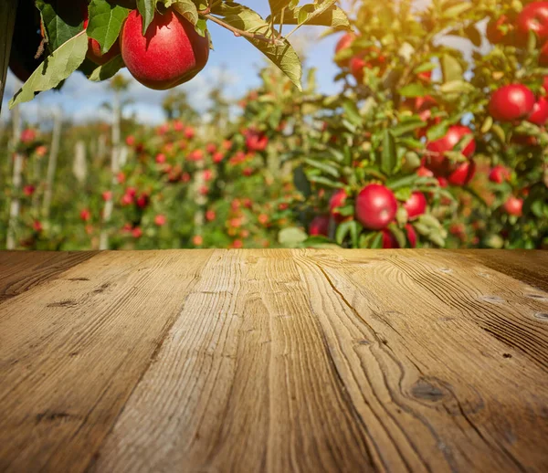 Höst Äpple Fruktträdgård Bakgrund — Stockfoto