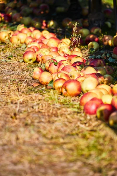 Appelboomgaard Met Uitzicht Onder Boom Gevallen Rottend Fruit Tuin Grond — Stockfoto
