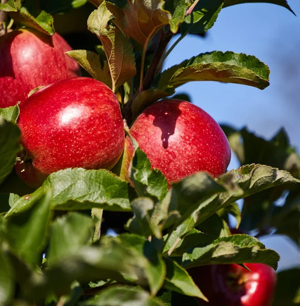 Яблука Дереві Осінь Саду — стокове фото