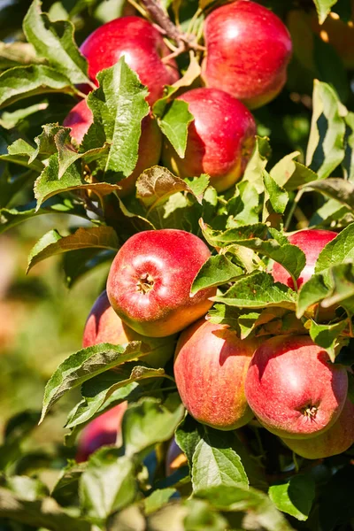 Apples Tree Orchard Autumn — Stock Photo, Image