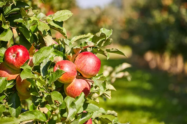Jabłka Drzewie Jesień Sadu — Zdjęcie stockowe