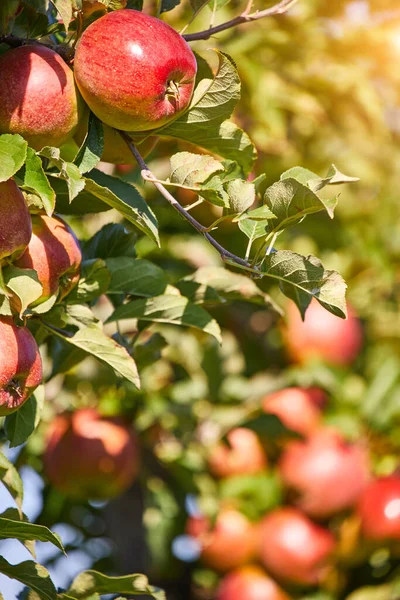 Sappige Rode Appels Opknoping Tak Appel Orchrad Herfst — Stockfoto