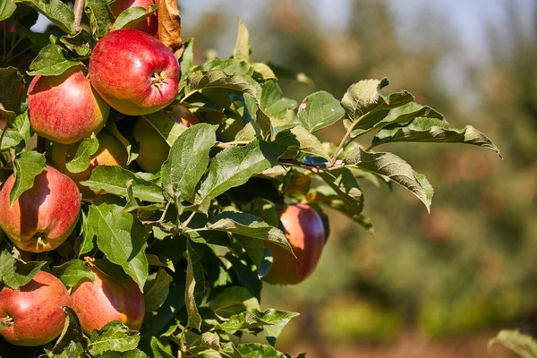 苹果园树枝上挂着多汁的红苹果 — 图库照片