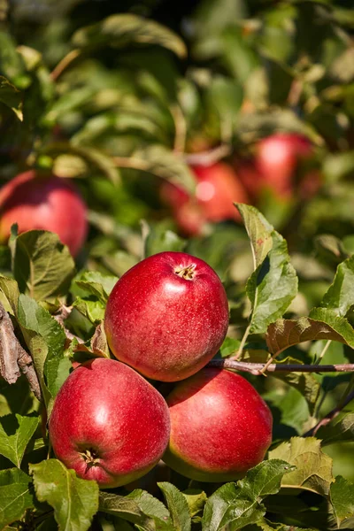 Sappige Rode Appels Opknoping Tak Appel Orchrad Herfst — Stockfoto