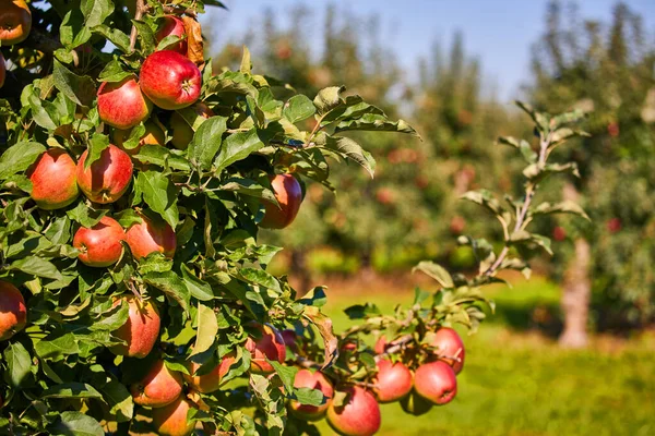 Succose Mele Rosse Appese Ramo Nel Meleto Durante Autunno — Foto Stock