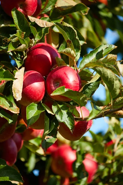 가을철에 사과나무에 매달려 — 스톡 사진