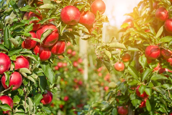 Saftiga Röda Äpplen Hängande Grenen Äppelorchrad Hösten — Stockfoto