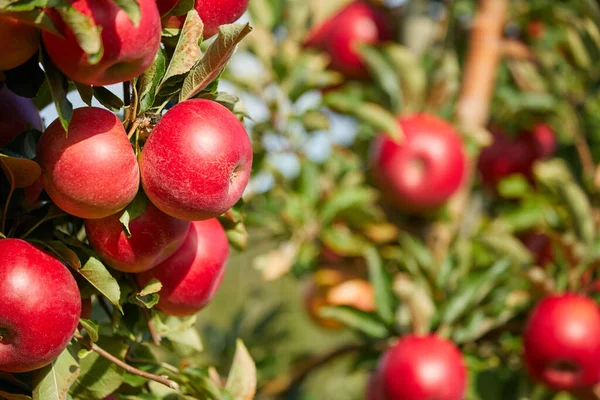 Manzanas Rojas Jugosas Que Cuelgan Rama Orquesta Manzanas Durante Otoño —  Fotos de Stock