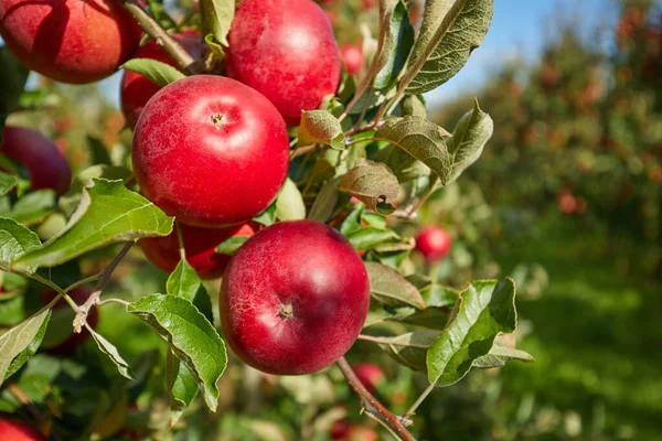 Manzanas Rojas Jugosas Que Cuelgan Rama Orquesta Manzanas Durante Otoño —  Fotos de Stock