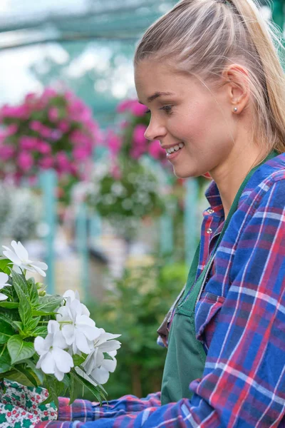 woman works as a florist in flower shop between many green plants
