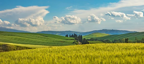 Cores Bonitas Milagrosas Paisagem Panorâmica Primavera Verde Toscana Itália — Fotografia de Stock