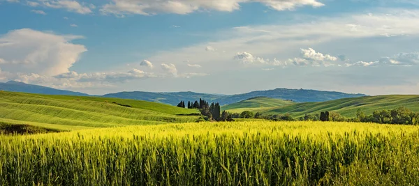 Cores Bonitas Milagrosas Paisagem Panorâmica Primavera Verde Toscana Itália — Fotografia de Stock