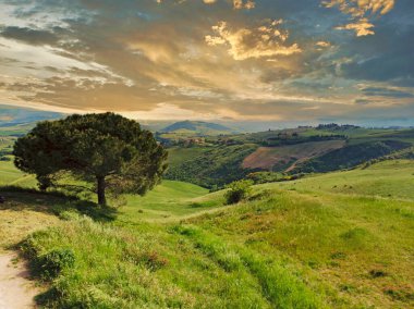 Etkileyici bahar manzarası, selvi ağaçları ve üzüm bağları, Toskana, İtalya