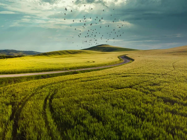 Geweldige Kleurrijke Zonsondergang Toscane Schilderachtig Agrotoerisme Typische Gebogen Weg Met — Stockfoto