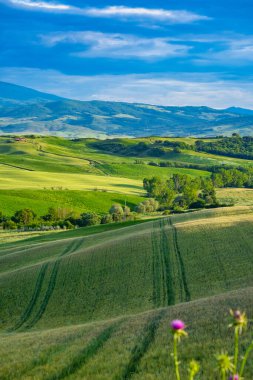 Manzarada muhteşem yeşiller ve ışık boyalı.
