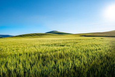 Manzarada muhteşem yeşiller ve ışık boyalı.