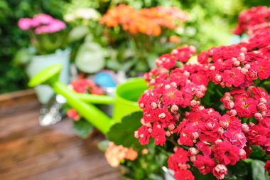 Eski ahşap masadaki bahçe bitkileri ve aletler.