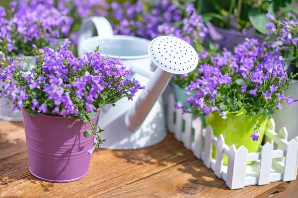 Plantas Jardinagem Livre Ferramentas Mesa Madeira Velha — Fotografia de Stock