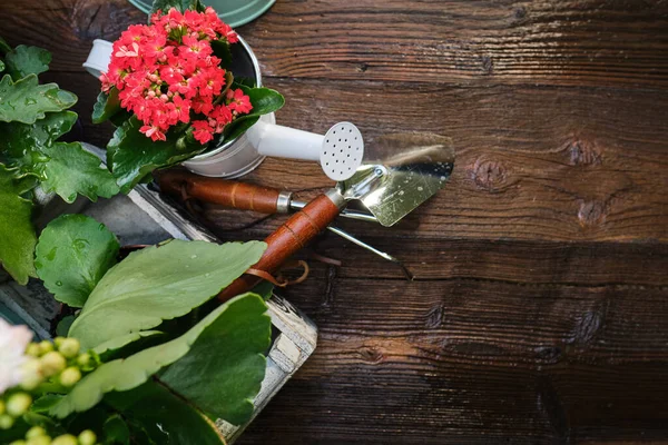 Piante Primaverili Attrezzi Giardino Telaio Bordo Legno Rustico Con Spazio — Foto Stock