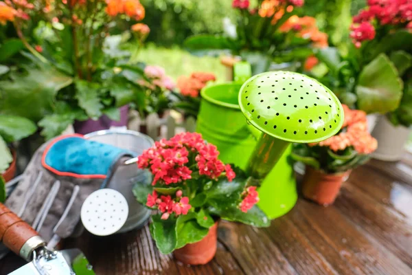 Watering Can Flower Seedlings Wooden Table — Stock Photo, Image