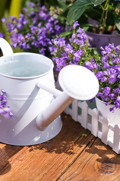 Watering Can Flower Seedlings Wooden Table — Stock Photo, Image