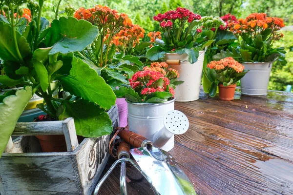 Gießkanne Und Blumensämlinge Auf Einem Holztisch — Stockfoto