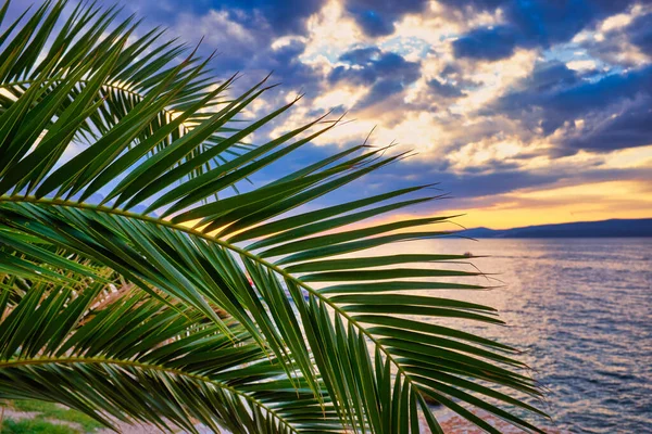 Palm Leaf Background Setting Sun — Stock Photo, Image