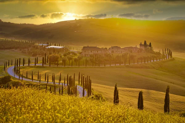 夕日の丘の上に穀物畑 ヒノキの木や家とよく知られているトスカーナの風景 トスカーナ イタリア ヨーロッパの湾曲した道路と夏の田園風景 — ストック写真