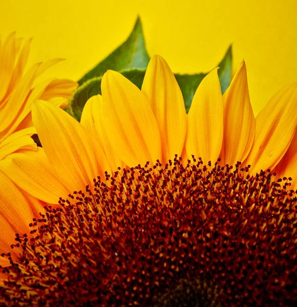 黄色背景的向日葵 — 图库照片