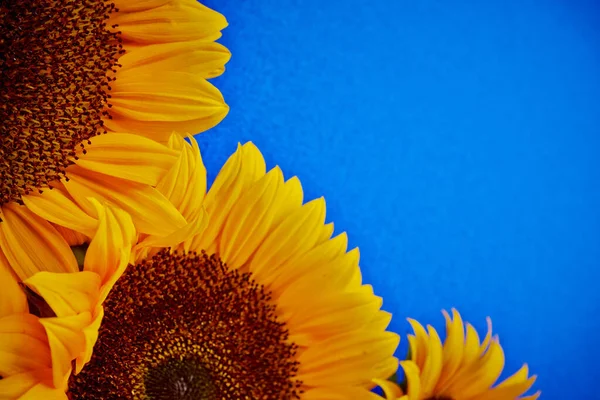 Zonnebloemen Een Blauwe Achtergrond — Stockfoto