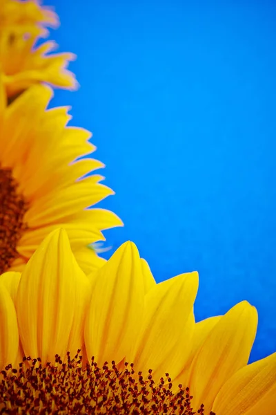Mavi Arkaplanda Ayçiçekleri — Stok fotoğraf