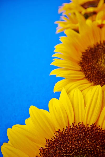 Zonnebloemen Een Blauwe Achtergrond — Stockfoto